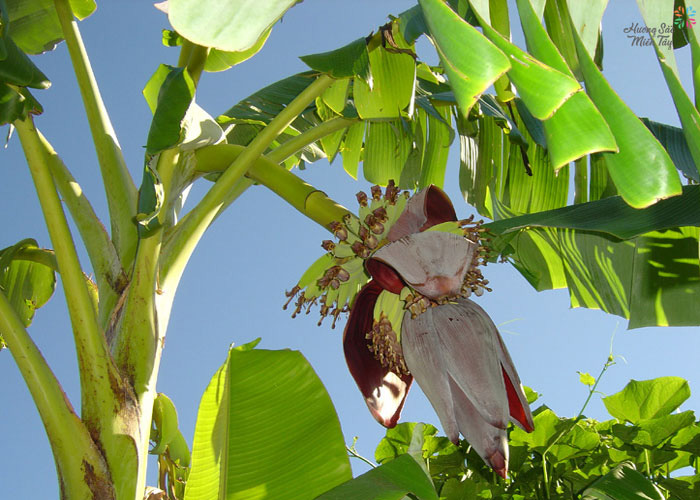 Bắp chuối