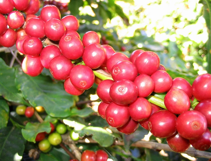 Cây cà phê trồng bao lâu thì thu hoạch cao?