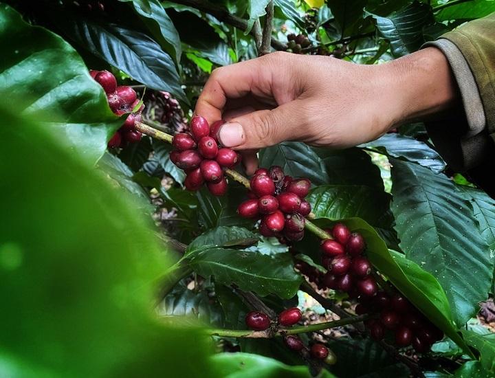 Cây cà phê trồng bao lâu thì thu hoạch cao?