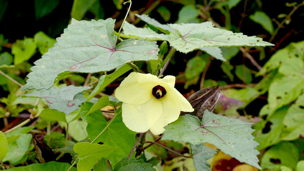 Món lá vông vang nấu canh chua