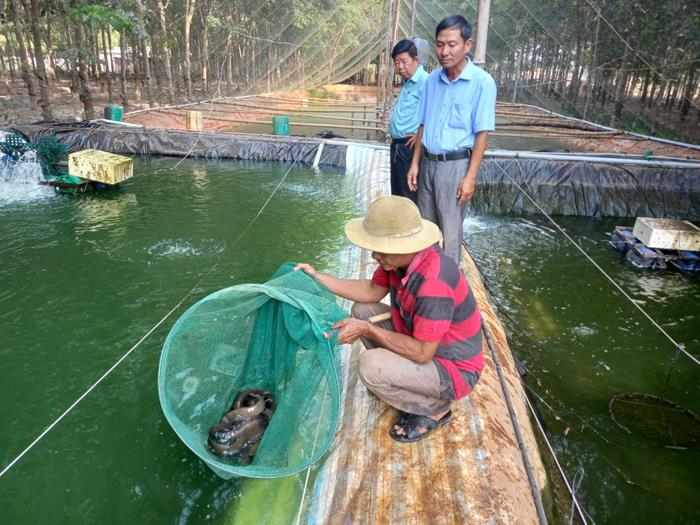 Mô hình nuôi cá chạch lấu thương phẩm thành công nhất hiện nay