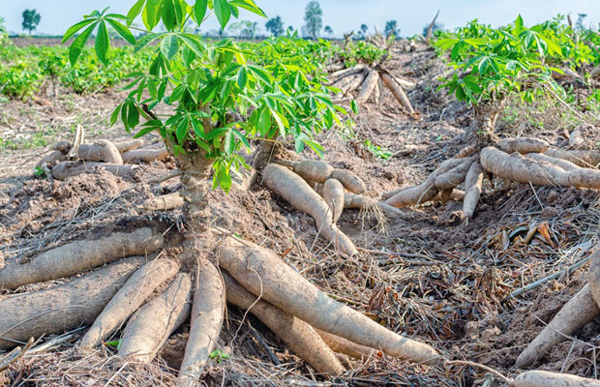 Tác dụng của rau sắn