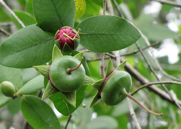 Trái bần