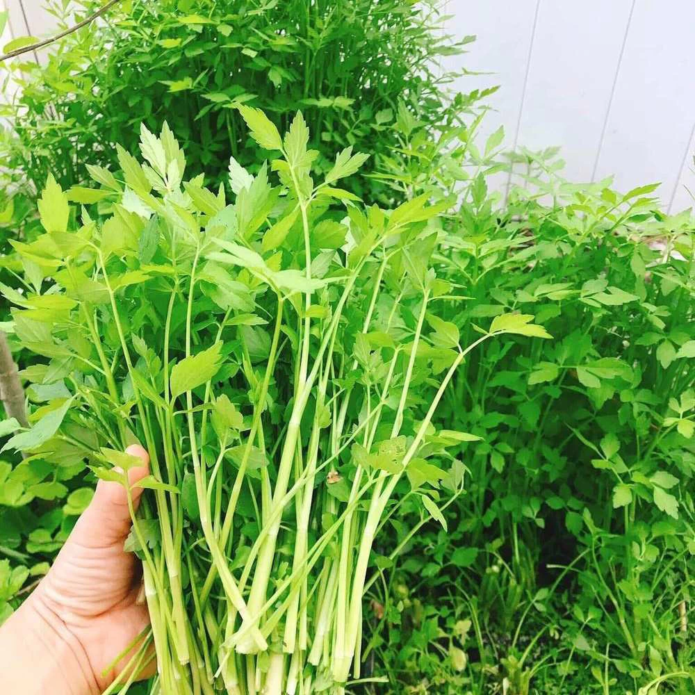 Cách nấu canh cá rau cần chua ngọt - Món Ngon